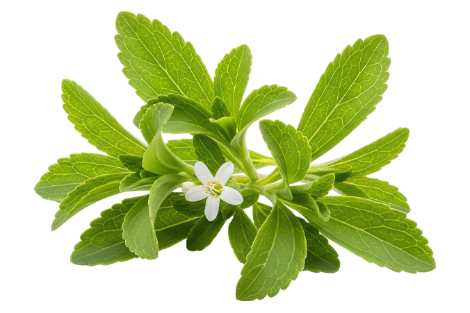 Sweetism sweetener stevia plant isolated photography